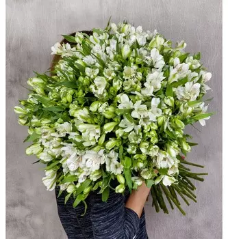 Букет-соло "Белые альстромерии" (15,25,35,51,75 или 101)