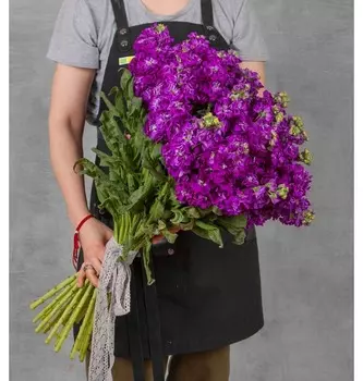 Букет-соло фиолетовой маттиолы (15,25,35,51 или 75)