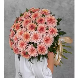 Букет-соло хризантем "Pip Salmon" (7,15,21,35 или 51)