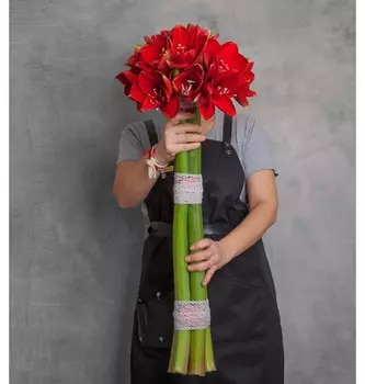 Букет-соло красных амариллисов "Ferarri" (5,7,9,15 или 25)