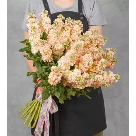 Букет-соло кремовой маттиолы (15,25,35,51 или 75)