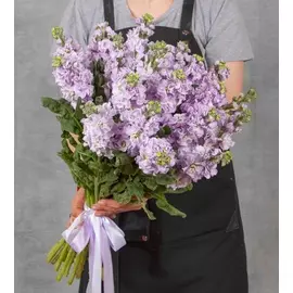 Букет-соло лиловой маттиолы (15,25,35,51,75 или 101)