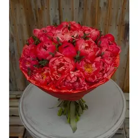 Букет-соло пионов Coral Sunset (15,25,35,51 или 75)