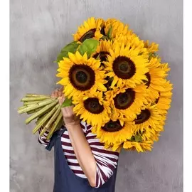 Букет-соло подсолнухов (15,25,35,51 или 75)