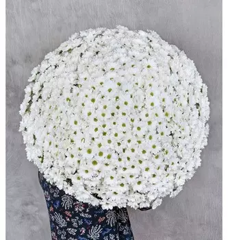 Букет-соло "Ромашковое поле" (25,35,51,75,101 или 151)