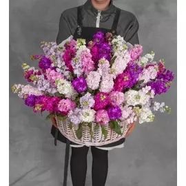 Композиция из разноцветной маттиолы (51, 101 или 201)