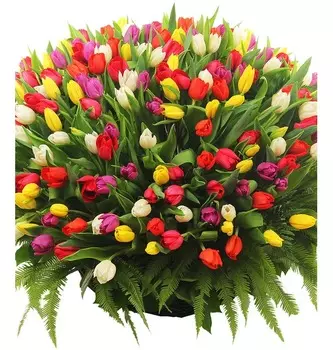 Композиция "Подари улыбку!" (251 тюльпан)