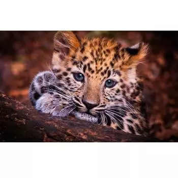 Съедобная картинка на торт Малыш леопарда