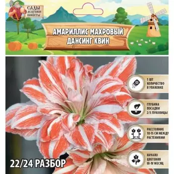Амариллис Махровый Dancing Queen, многолетник, луковица, р-р 22/24, 1 шт.