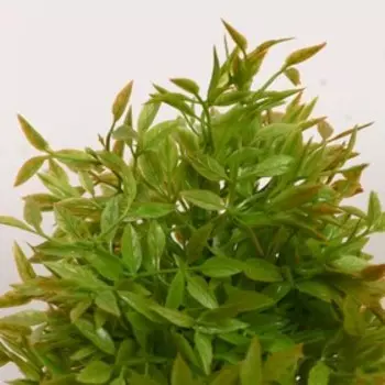 Бонсай "Кустовой" 7*18 см МИКС