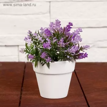 Бонсай в горшке "Двуцветник" 7х11 см, микс