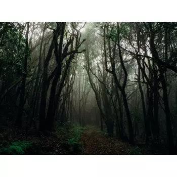 Фотобаннер, 250 150 см, с фотопечатью, люверсы шаг 1 м, «Тёмный лес», Greengo