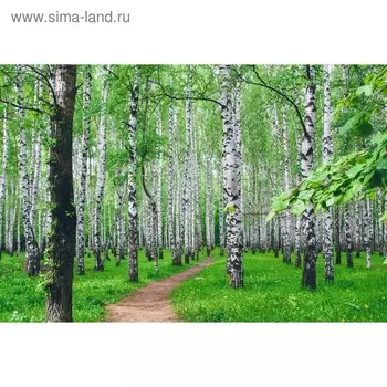 Фотобаннер, 250 150 см, с фотопечатью, люверсы шаг 1 м, «Тропинка», Greengo