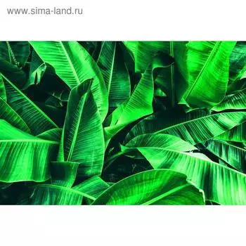 Баннер на забор, 250200 см, с фотопечатью, люверсы шаг 1 м, «Большие листья», Greengo