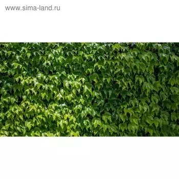 Фотобаннер, 250 150 см, с фотопечатью, люверсы шаг 1 м, «Виноградная стена», Greengo