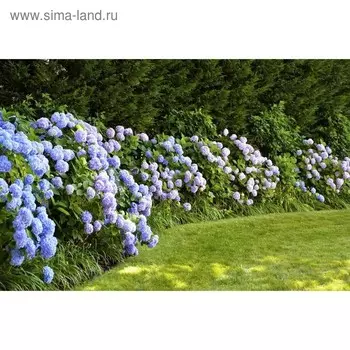 Фотобаннер, 300 200 см, с фотопечатью, люверсы шаг 1 м, «Гортензия», Greengo