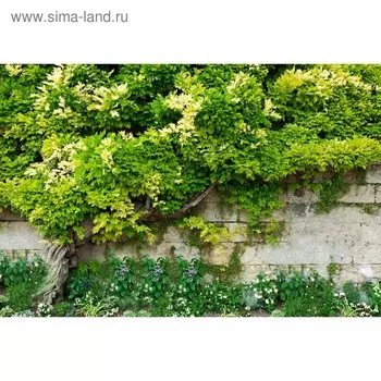 Фотобаннер, 300 160 см, с фотопечатью, люверсы шаг 1 м, «Лиана», Greengo