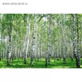 Фотобаннер, 300 200 см, с фотопечатью, люверсы шаг 1 м, «Берёзовая роща», Greengo
