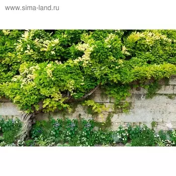 Фотобаннер, 300 200 см, с фотопечатью, люверсы шаг 1 м, «Лиана», Greengo