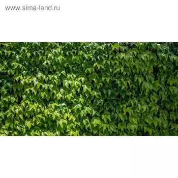Фотобаннер, 300 200 см, с фотопечатью, люверсы шаг 1 м, «Виноградная стена», Greengo