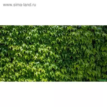Фотосетка, 250 158 см, с фотопечатью, люверсы шаг 1 м, «Виноградная стена», Greengo