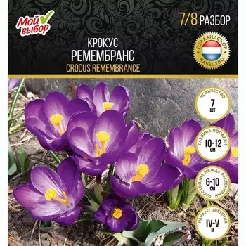 Крокус Ремембранс, р-р 7/8, 7 шт