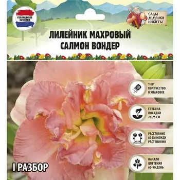 Лилейник "Double Salmon Wonder", р-р I, 1 шт, Весна 2024