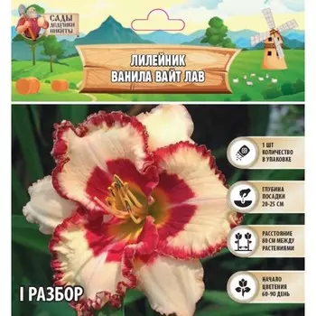 Лилейник "Vanilla With Love", р-р I, 1 шт, Весна 2025