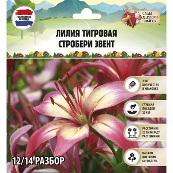 Лилия Тигровая "Strawberry Event", р-р 12/14, 2 шт, Весна 2023