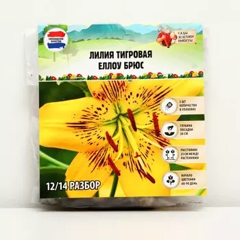 Лилия Тигровая "Yellow Bruse", р-р 12/14, 2 шт, Весна 2023