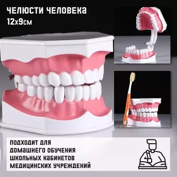 Анатомическая модель «Макет челюсти человека», 129 см