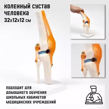 Анатомическая модель «Макет коленного сустава», 321212 см