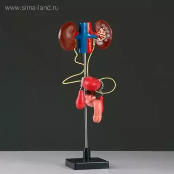 Макет "Мочеиспускательная система человека" 45*11см