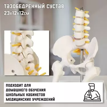 Анатомическая модель «Макет поясничного отдела и тазобедренного сустава», 231212 см