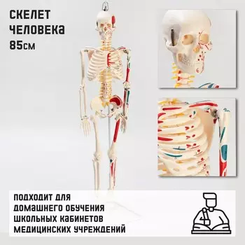 Анатомическая модель «Макет скелета взрослого человека», 85 см