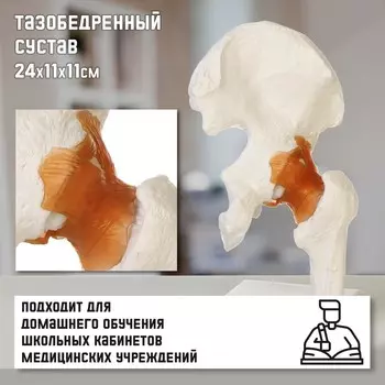Анатомическая модель «Макет тазобедренного сустава», 241111 см