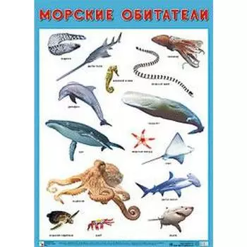 Морские обитатели