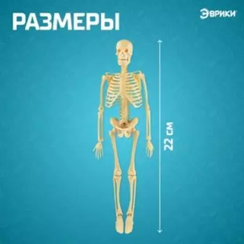 Набор для опытов «Скелет человека»