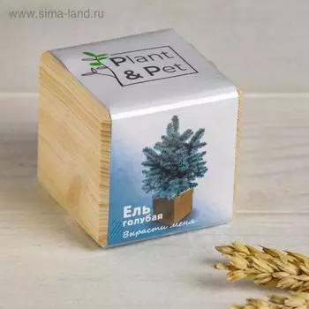 Набор для выращивания P&P «Ель голубая», в кубе из дерева