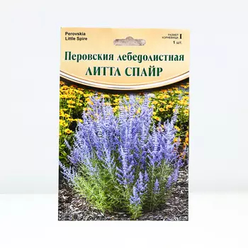 Перовския "Little Spire ® PBR", р-р I, 1 шт, Весна 2024