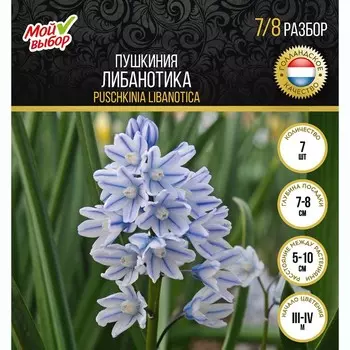 Пушкиния Либанотика, р-р 7/8, 7 шт