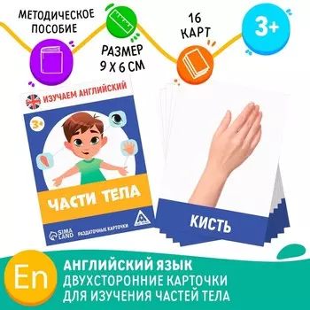 Раздаточные карточки «Изучаем английский. Части тела», 16 карт, 3+