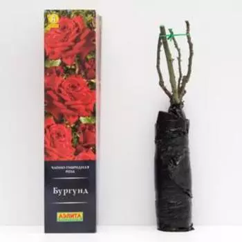 Роза "Аэлита" "Бургунд" Чайно-гибридная, высота 110 см, 1 шт.