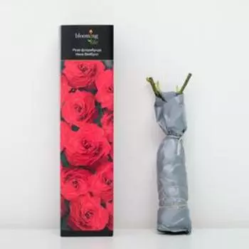 Роза "Blooming life" флорибунда "Нина Вейбулл" (в тубе) 1 шт., 3-5 стеблей