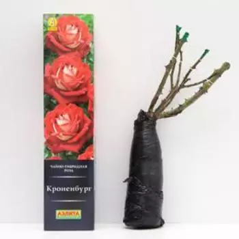 Роза Кроненбург Чайно-гибридная, высота 100 см, 1 шт