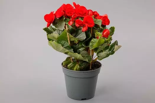 Бегония в горшке (красная)