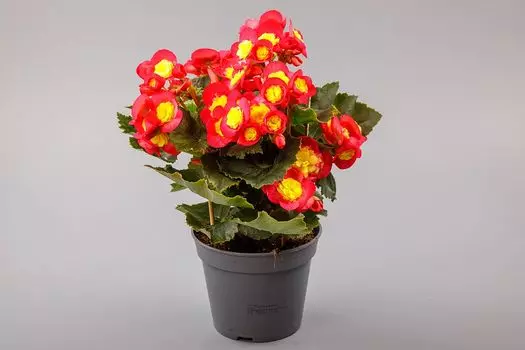 Бегония в горшке (красно-желтая)