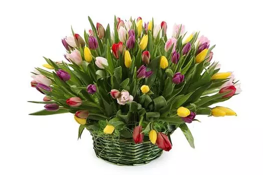 Букет 101 тюльпан в корзине