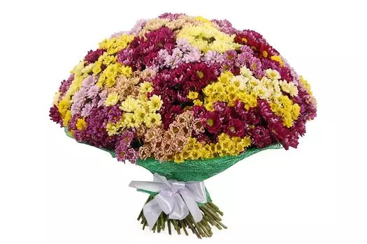 Букет 151 хризантема Сантини