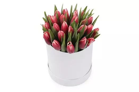 Букет 25 королевских тюльпанов в белой коробке, алые